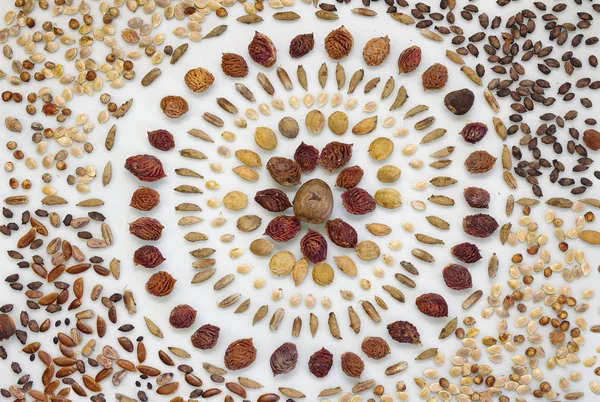 Seed mandala over white background — Stock Photo, Image