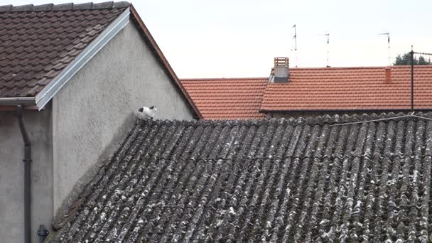 Black White Cat Asbestos Roof — Stock Video