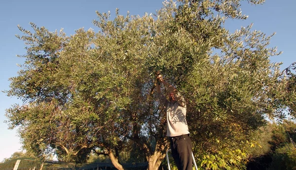 Homem apanha da azeitona — Fotografia de Stock