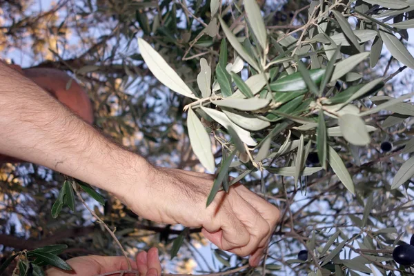 Homme de récolte des olives — Photo