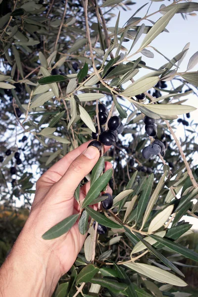 Olivenerntemann — Stockfoto