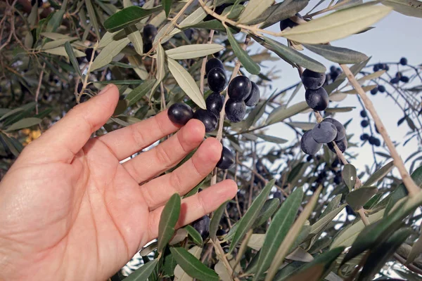 Zeytin hasat adam — Stok fotoğraf