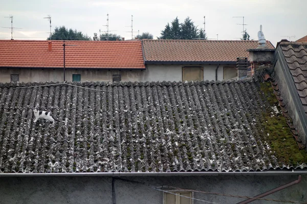 Kedi asbest çatı — Stok fotoğraf