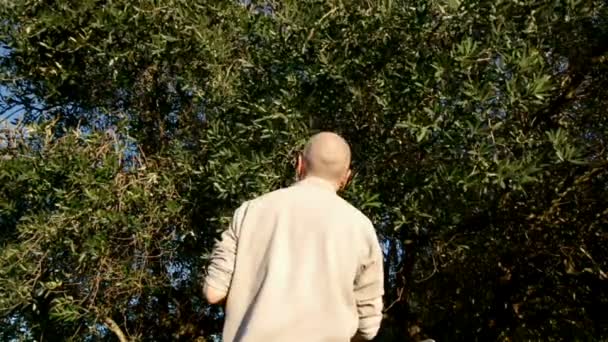 オリーブ収穫日 オリーブの木の下でイタリアの男 — ストック動画