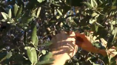 Zeytin hasat gün, dostum İtalya zeytin ağacının altında