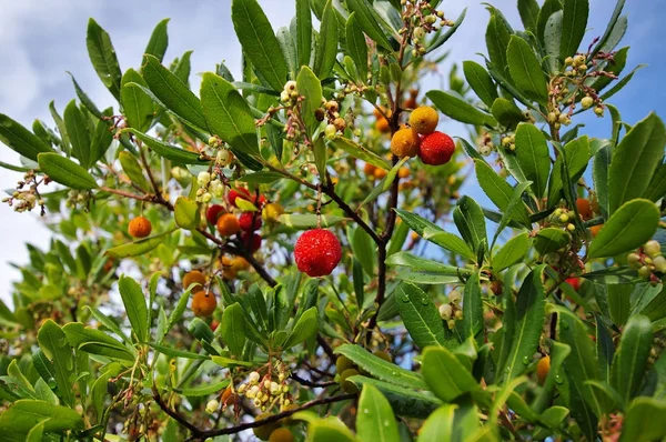 Chinesischer Lorbeer myrica rubra Stockbild