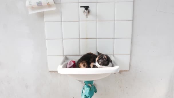 欧洲猫睡在洗脸盆里 — 图库视频影像
