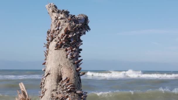 Colonie Bivalves Sur Bois Flotté Après Tempête — Video