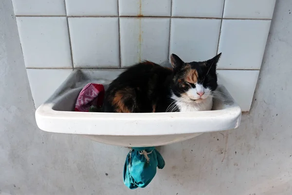 Кошка дремлет в раковине — стоковое фото