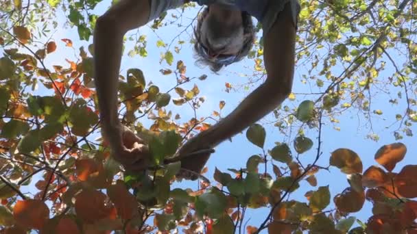 Збирання Оранжевих Стиглих Плодів Хурми Осінній Сезон — стокове відео