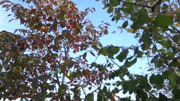 Ernte Von Kaki Orangen Reifen Früchten Herbst — Stockvideo