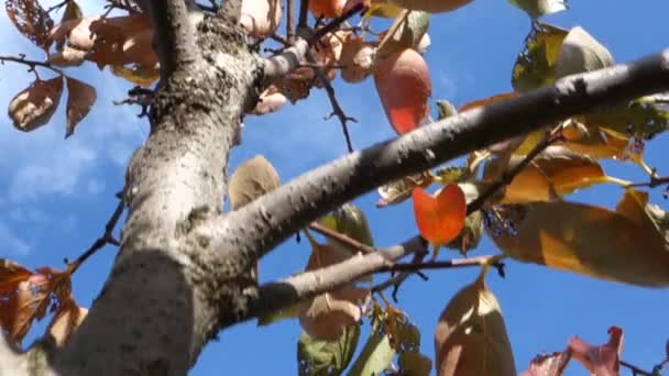 Colheita Cáqui Laranja Frutos Maduros Estação Outono — Vídeo de Stock