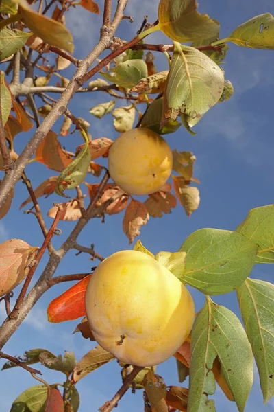 Persimmon arbre fruitier — Photo