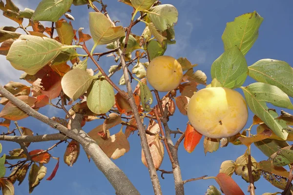 Persimon fruktträd — Stockfoto