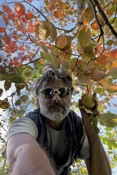 Picking persimmon fruit — Stock Photo, Image