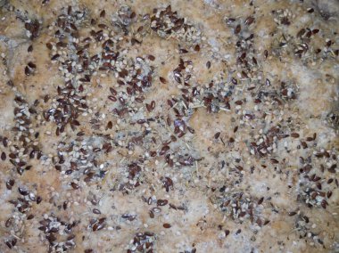 İtalyan Focaccia üzerine tohum ekleme