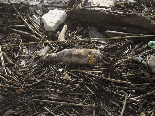 Dead animal corpse after flooding — Stock Photo, Image