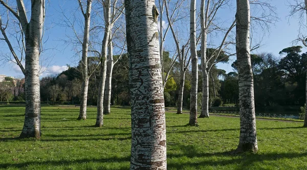 Bark of a birch tree — Stock Photo, Image