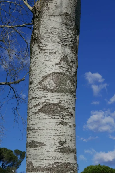 Eye of a birch tree — Stock Photo, Image