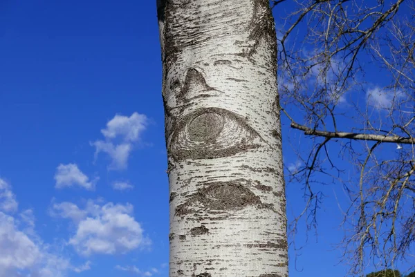 Eye of a birch tree — Stok fotoğraf