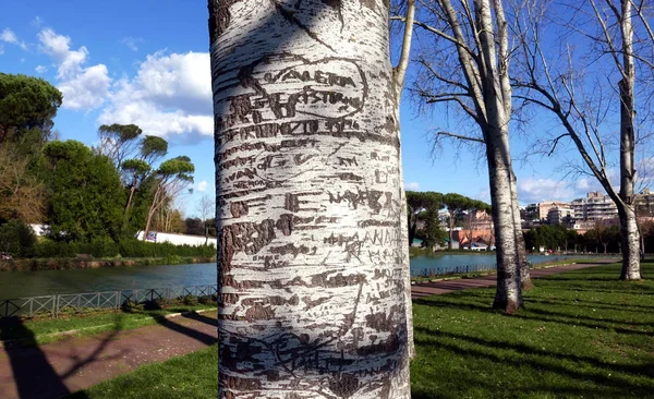 Bark of a birch tree — Stock Photo, Image
