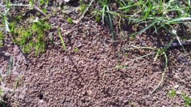 Yerdeki karınca kolonisi deliği