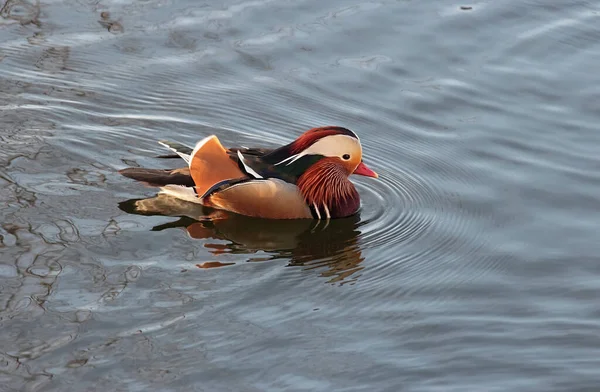 Anatra mandarina — Foto Stock