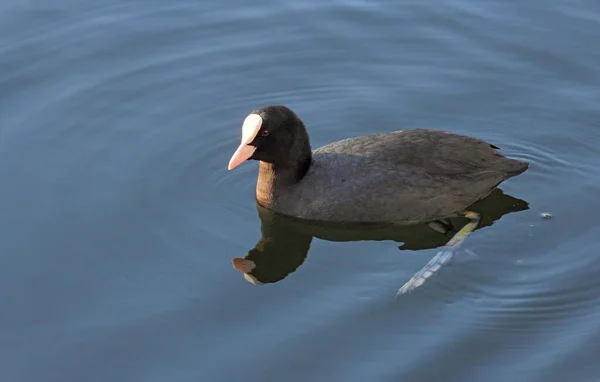 Eurasiatica Coot Fulica atra — Foto Stock