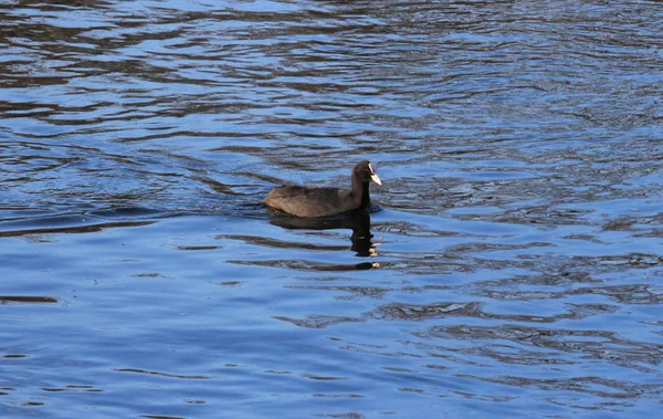 Eurasian coot Fulica atra — Stock Photo, Image