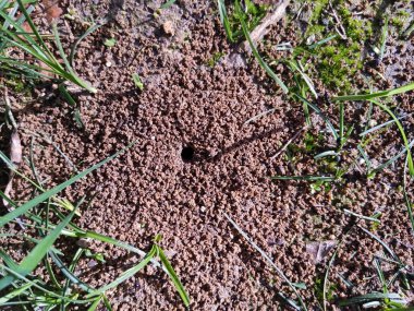 ants out of a nest