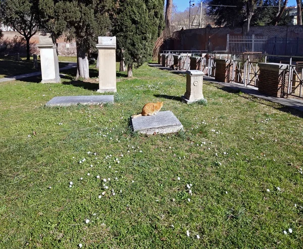 Roma Talya Bir Mezar Taşında Kırmızı Kedi — Stok fotoğraf