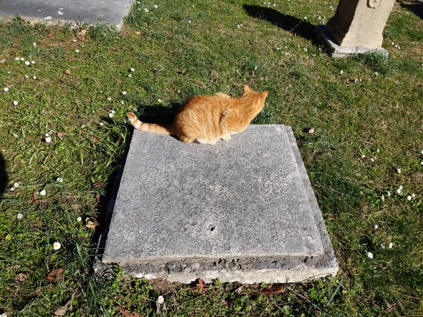 Rome Italy February 2020 Red Cat Laying Tomb Francis Knebet — ストック写真
