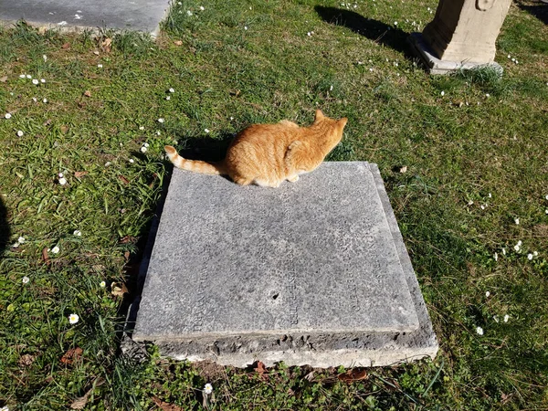 Roma Italia Febbraio 2020 Gatto Rosso Adagiato Sulla Tomba Francesco — Foto Stock