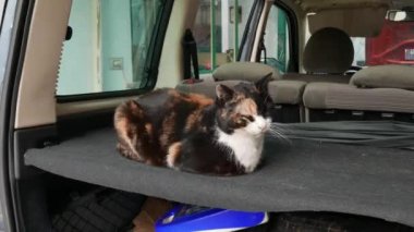 Kadın kedi arabada yatıyor, evcil hayvan seyahat konsepti.