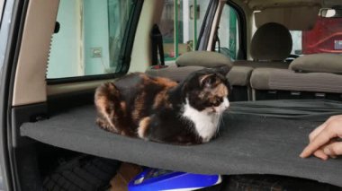 Kadın kedi arabada yatıyor, evcil hayvan seyahat konsepti.