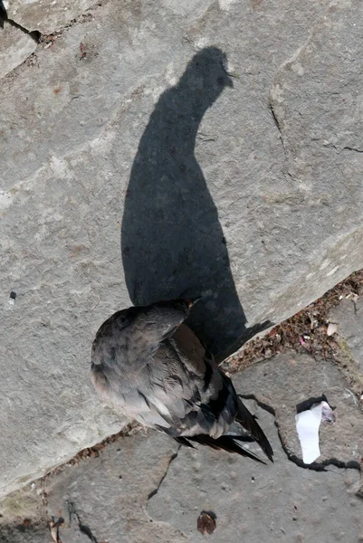 Pigeon Shadow Stone Pavement — Stock Photo, Image