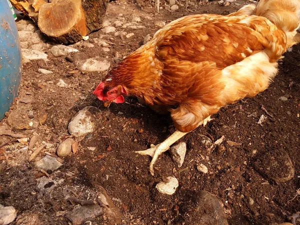 Red Hen Roaming Freely Eating Worms — Stock Photo, Image
