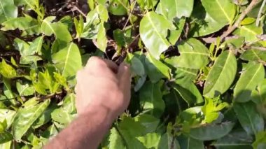 Hop Sprout, dünya çapında yemeklerde kullanılan yabani otlar.