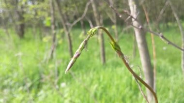 Hop Sprout, dünya çapında yemeklerde kullanılan yabani otlar.