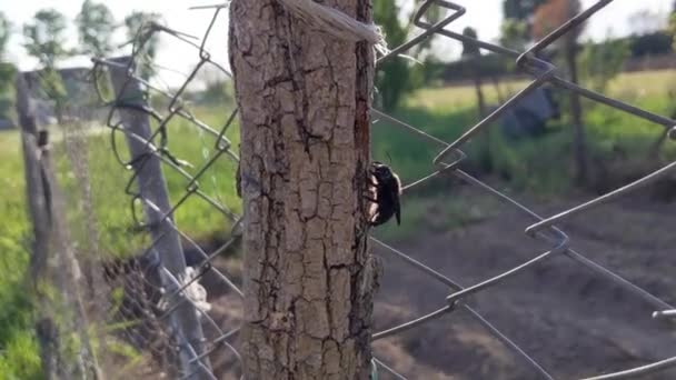 Abeja Carpintero Violeta Perforación Madera — Vídeo de stock