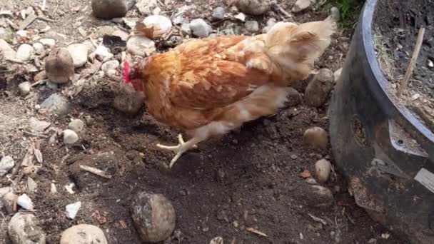 Gallina Roja Vagando Libremente Comiendo Gusanos — Vídeos de Stock