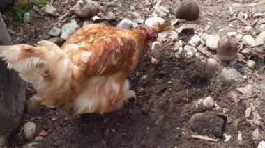 Kızıl tavuk özgürce dolaşıp solucan yiyor.