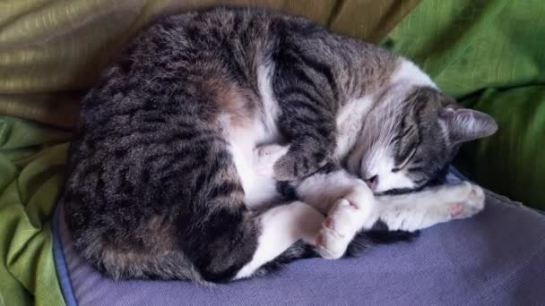 Kedi Kanepede Uyuyor — Stok video
