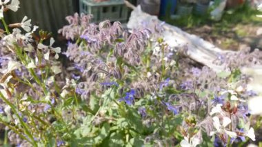 Borage ya da Borago resmi görevlileri ayrıca yıllık yıldız çiçeği bitkisi olarak da bilinir.