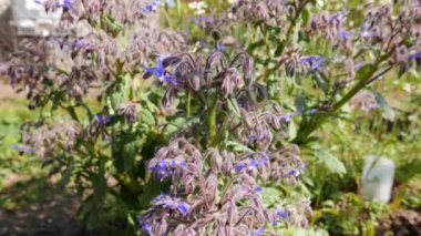 Borage ya da Borago resmi görevlileri ayrıca yıllık yıldız çiçeği bitkisi olarak da bilinir.