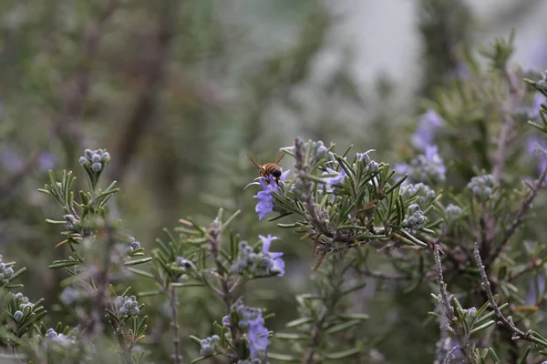 Abeja Recogida Polen Flores Romero — Foto de Stock