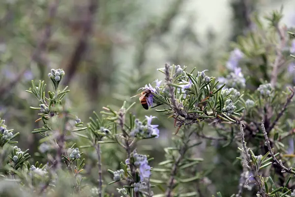 Пчела Собирает Пыльцу Цветах Розмарина — стоковое фото
