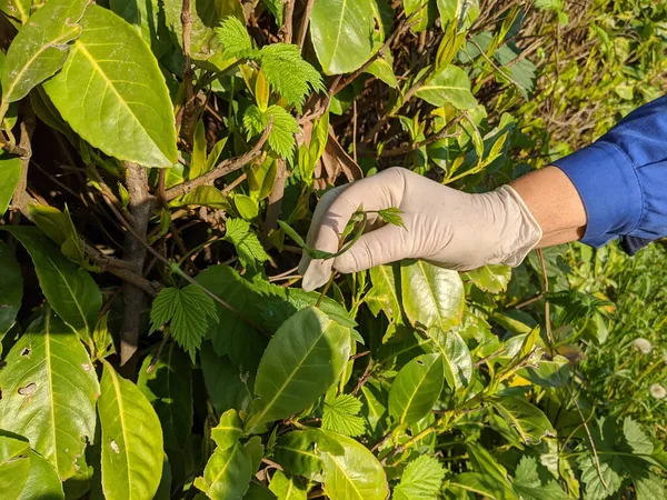 Germogli Luppolo Erba Selvatica Utilizzata Nella Cucina Mondiale — Foto Stock