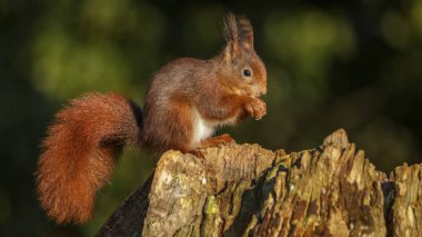 Kışın kırmızı sincap