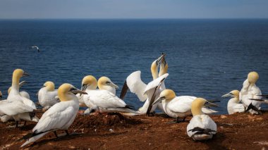 Gannet yaz Northsea Almanya
